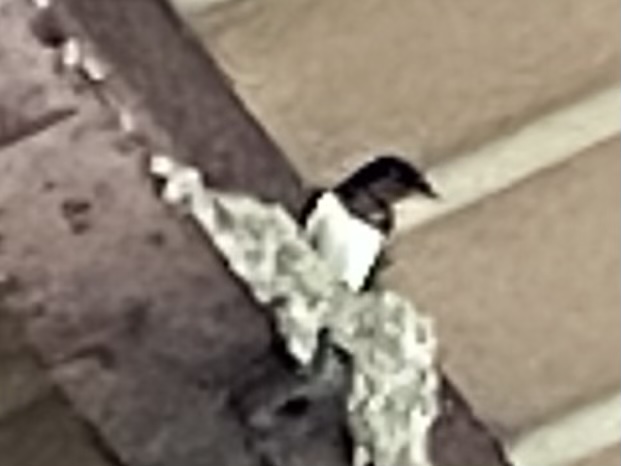 ツバメの巣立ち